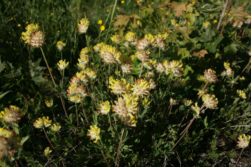 Perluotis, smiltyninis