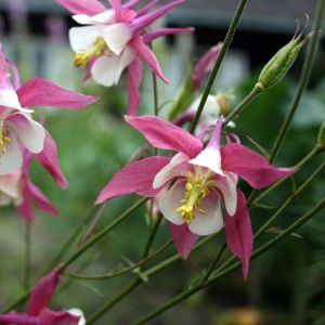 Sinavadas, paprastasis