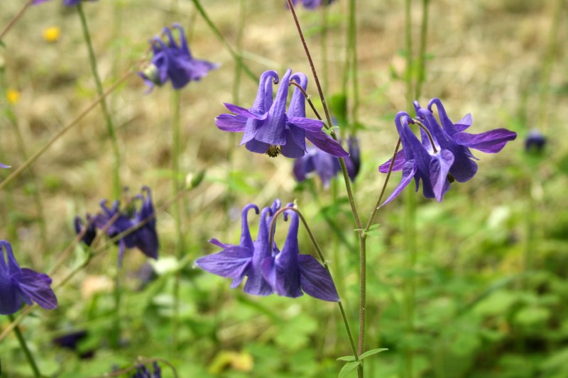 Sinavadas, paprastasis