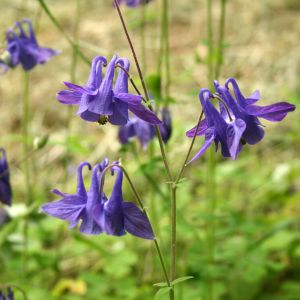 Sinavadas, paprastasis