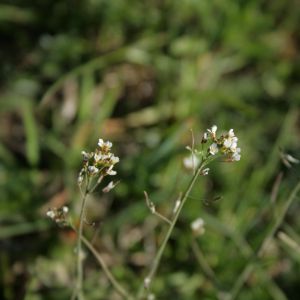 Vairenis, baltažiedis