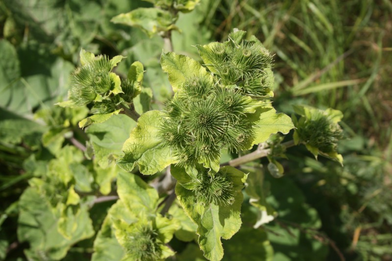 Varnalėša, didžioji