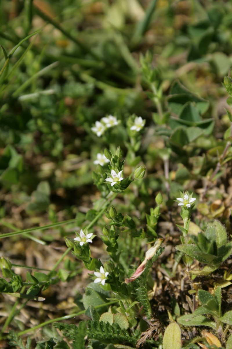 Smiltė, čiobralapė