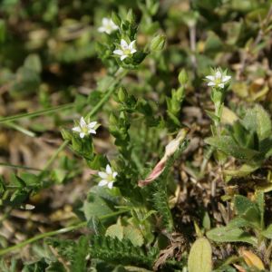 Smiltė, čiobralapė