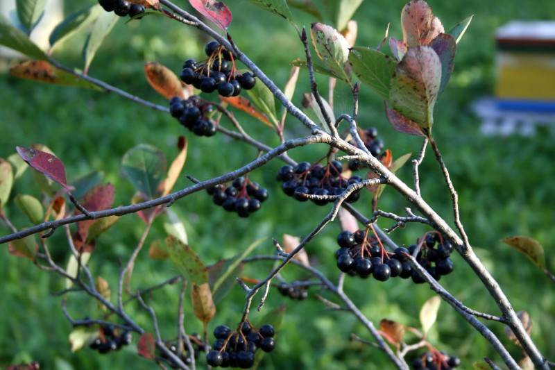 Aronija, juodavaisė