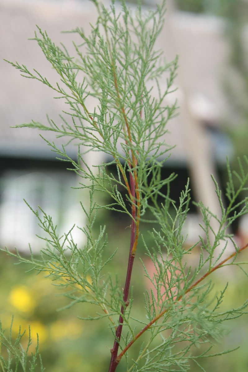 Diemedis, paprastasis