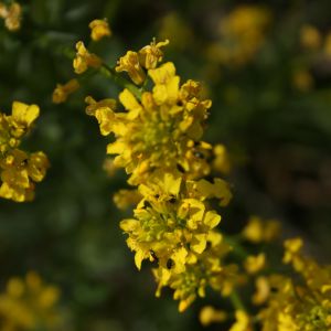 Barborytė, paprastoji