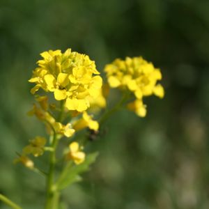 Barborytė, paprastoji