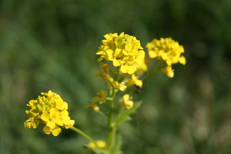 Barborytė, paprastoji