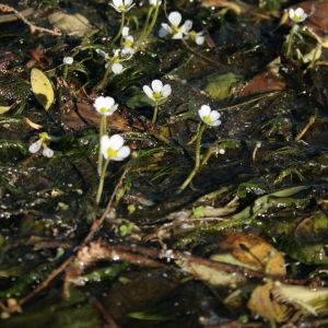 Kurklė, standžialapė