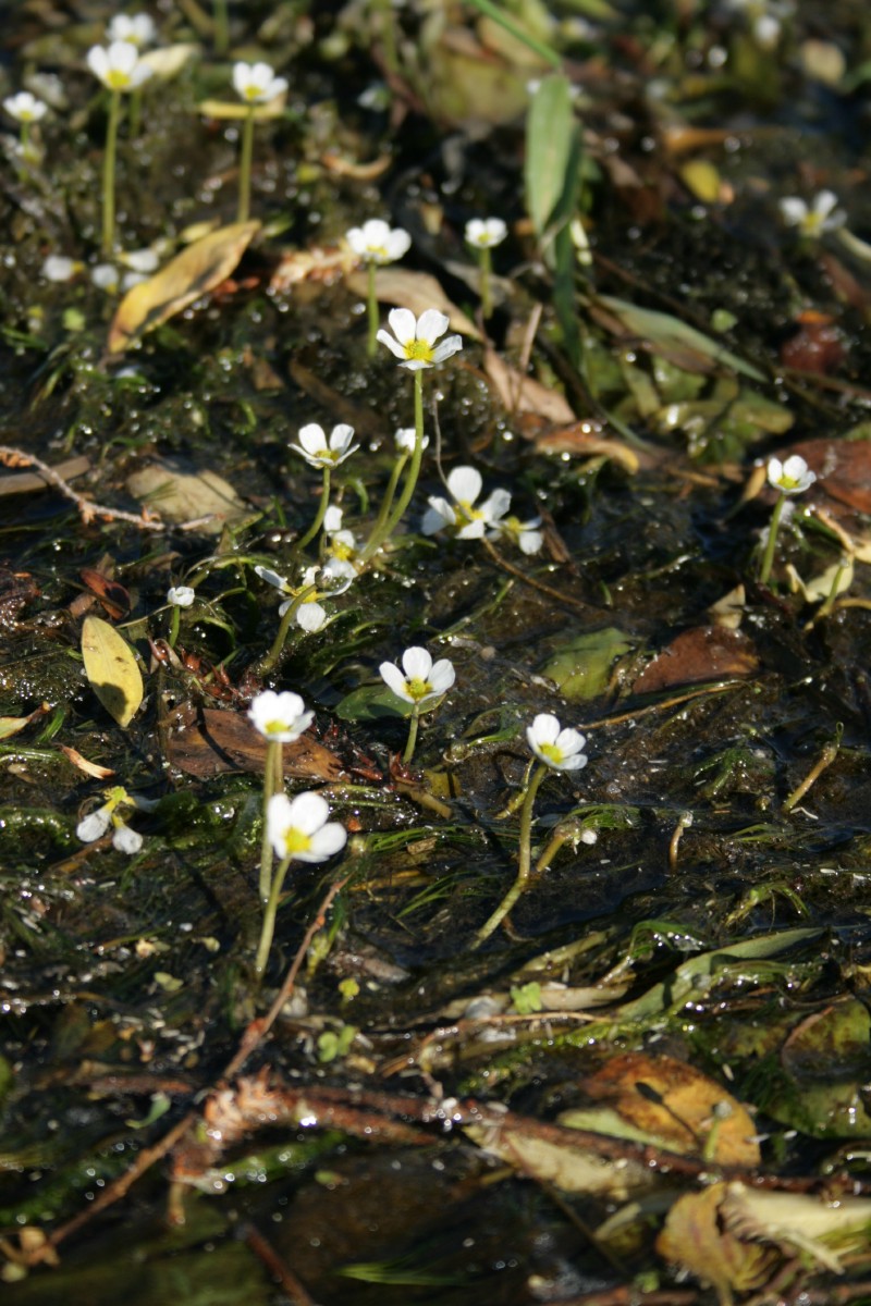 Kurklė, standžialapė