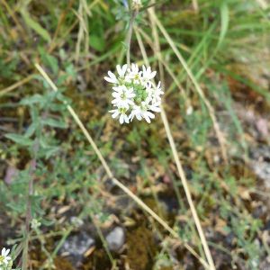 Miltinaitė, pilkoji