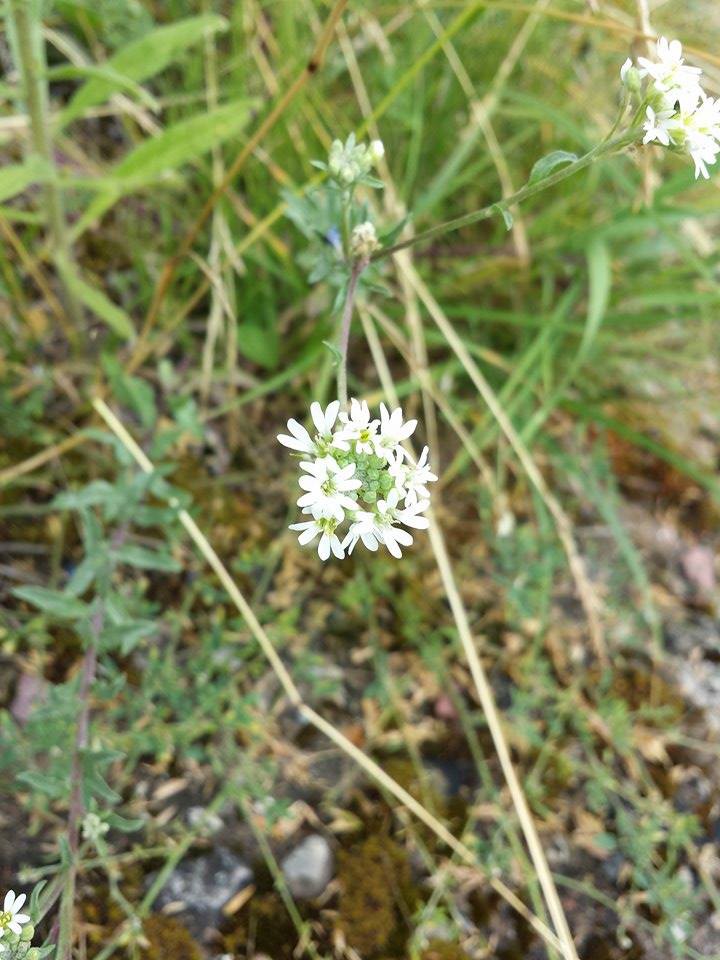 Miltinaitė, pilkoji