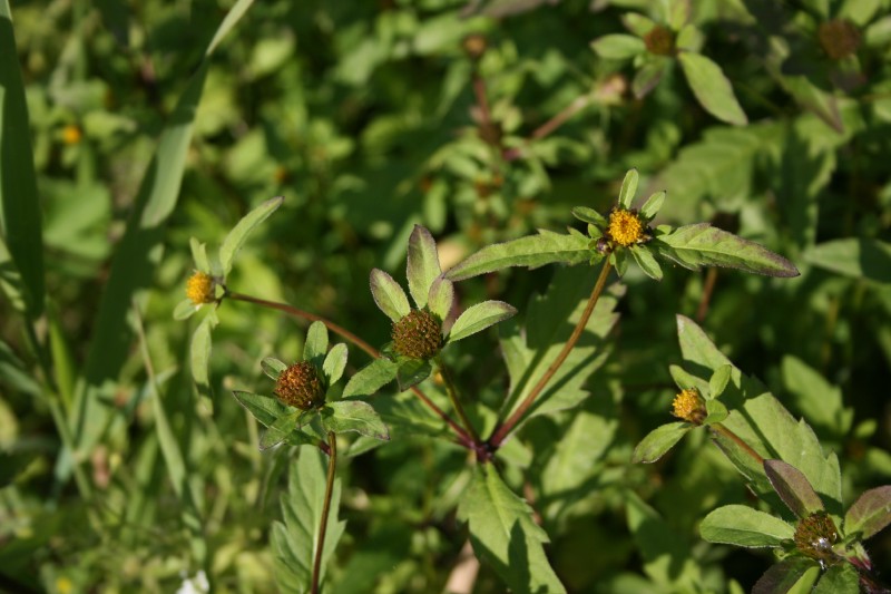 Lakišius, triskiautis