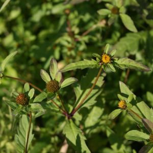 Lakišius, triskiautis