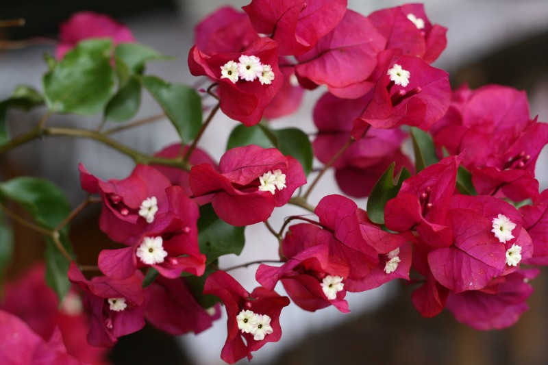 Bugenvilija, plikoji