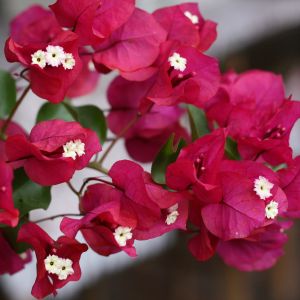 Bugenvilija, plikoji