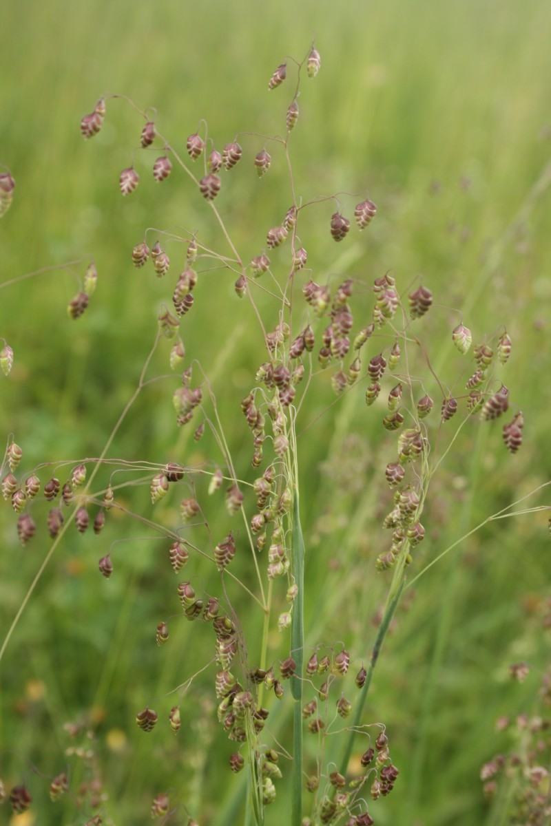 Ašarėlės, kiškio