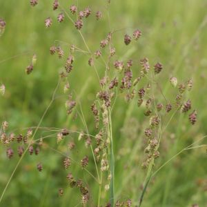 Ašarėlės, kiškio