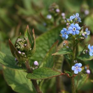 Brunera, stambialapė