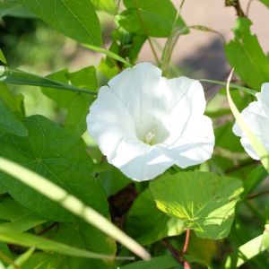 Vynioklė, patvorinė