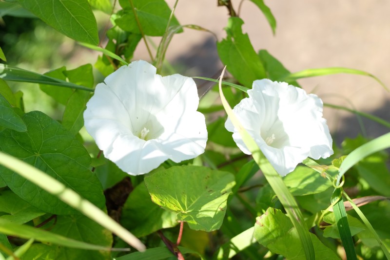 Vynioklė, patvorinė