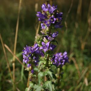 Katilėlis, tankiažiedis