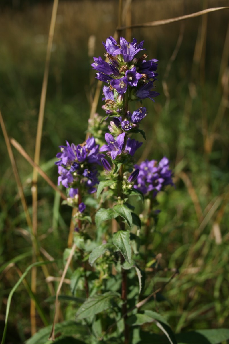Katilėlis, tankiažiedis