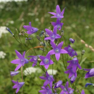 Katilėlis, pievinis