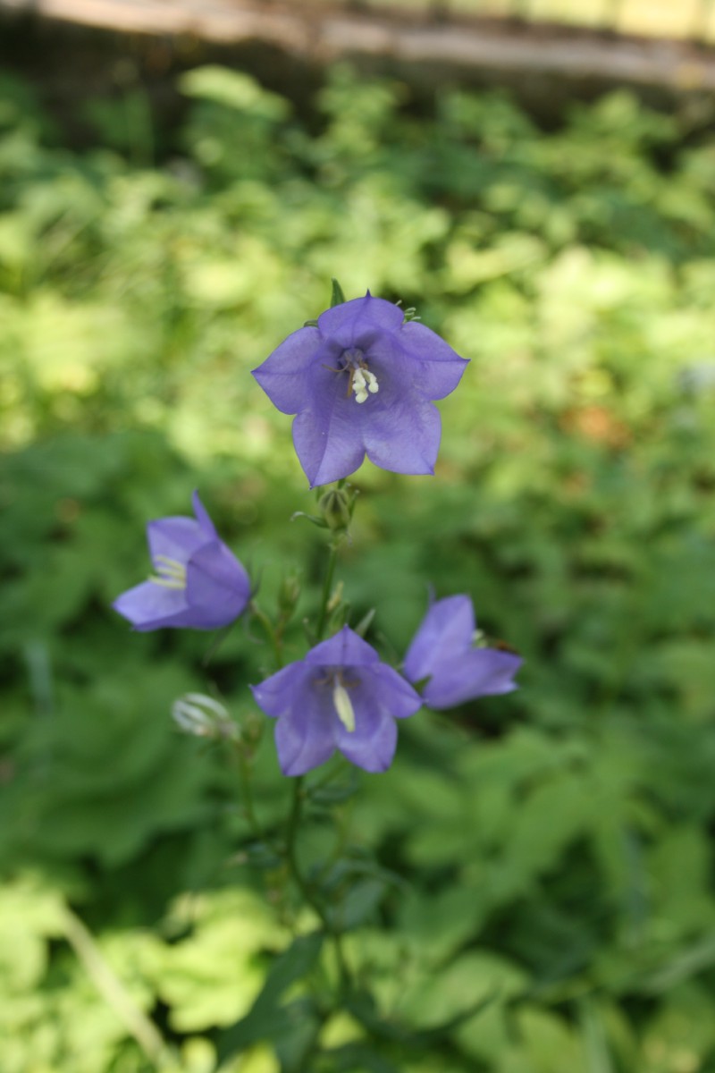 Katilėlis, didžiažiedis