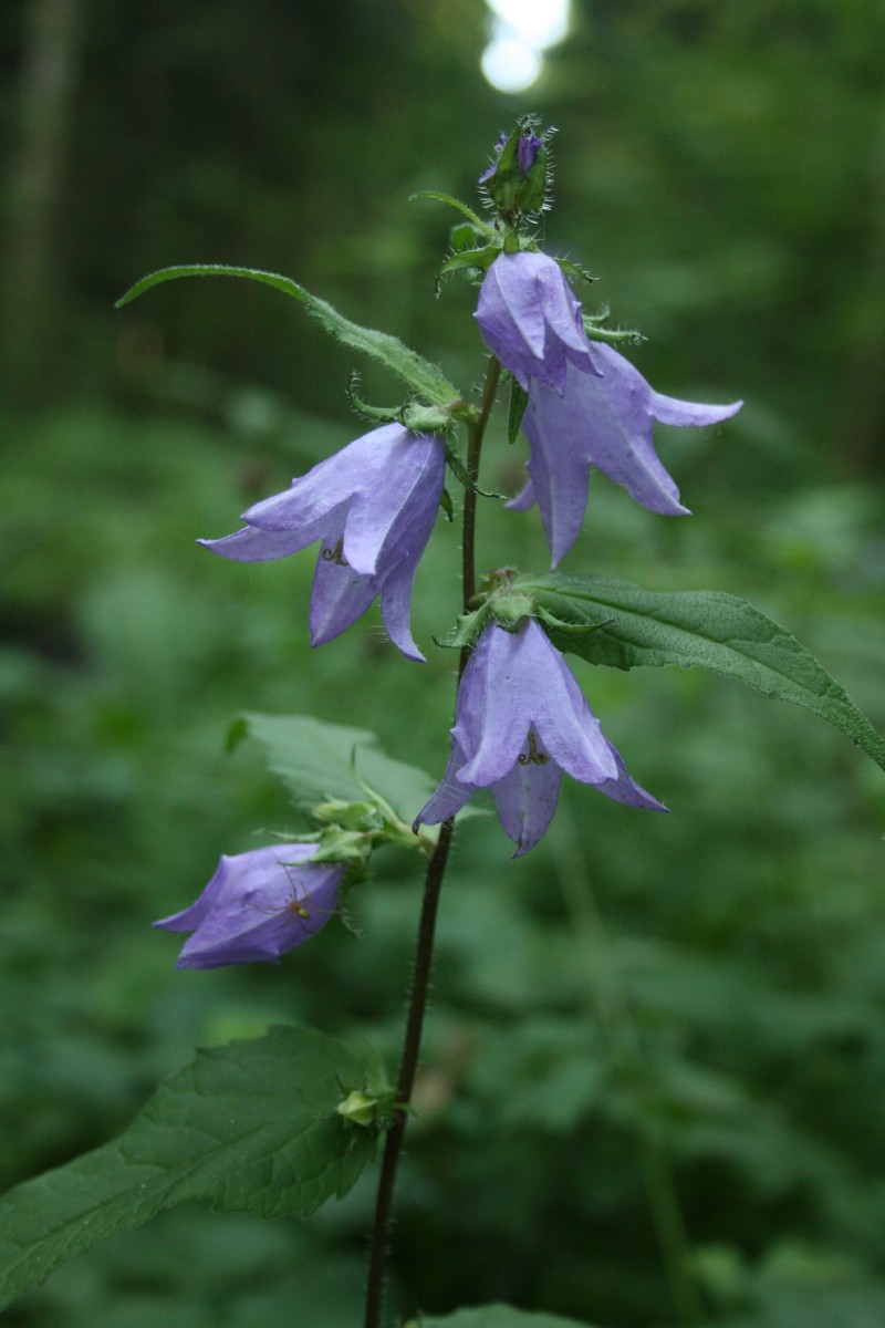 Katilėlis, pakrūminis