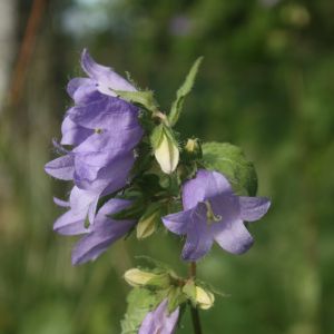 Katilėlis, dilgialapis