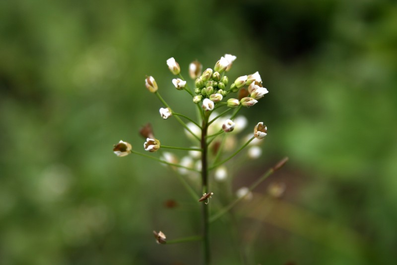 Žvaginė, trikertė