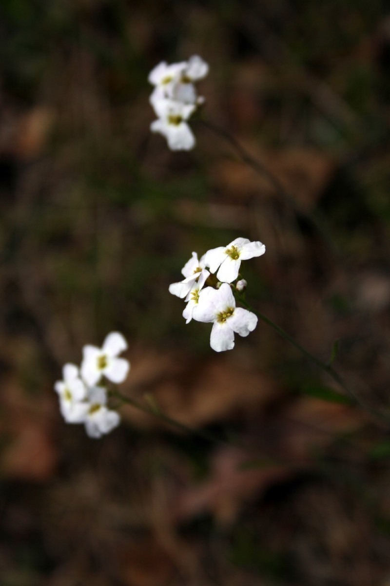Skamainis, smiltyninis