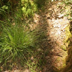 Viksva, žvaigždėtoji