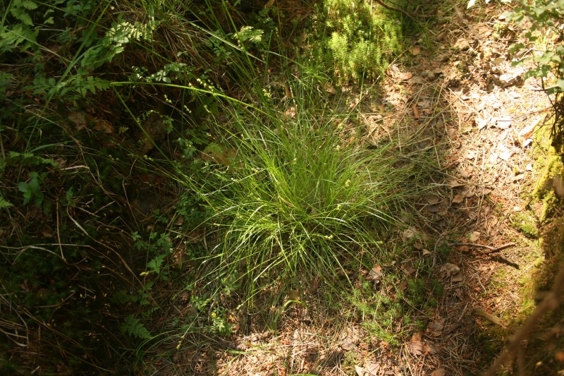 Viksva, žvaigždėtoji