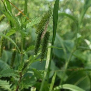 Viksva, šiurkščioji