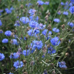 Rugiagėlė, paprastoji