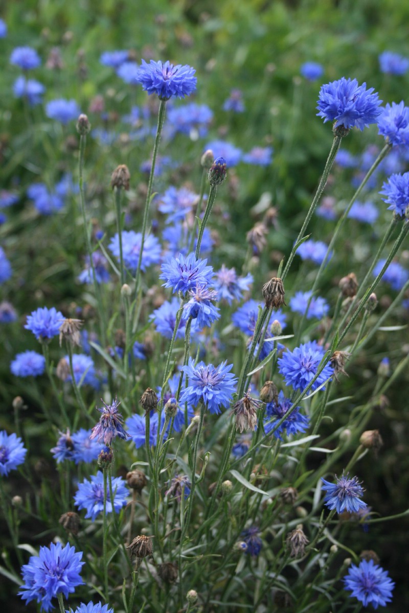 Rugiagėlė, paprastoji