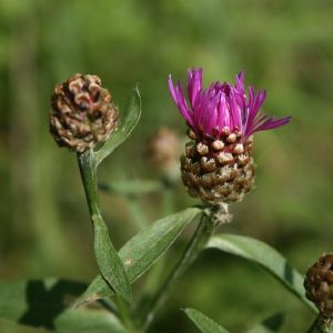 Bajorė, pakrūminė