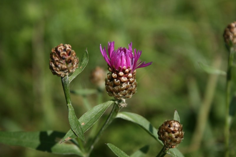 Bajorė, pakrūminė