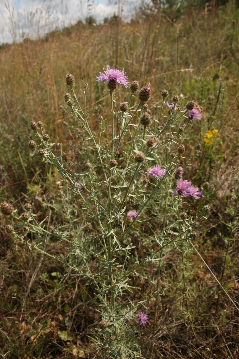 Bajorė, šėriuotoji