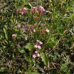 Širdažolė, skėtinė