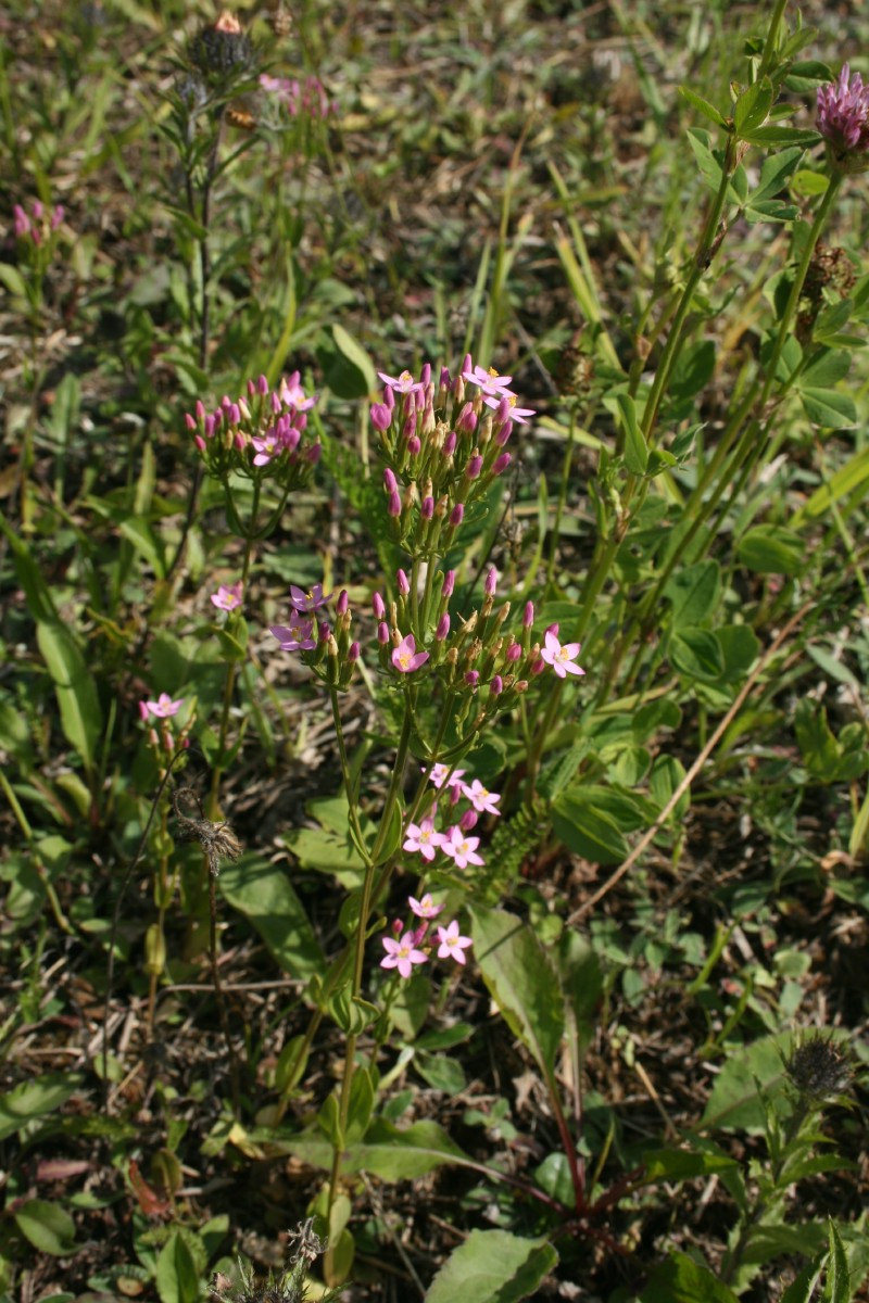 Širdažolė, skėtinė