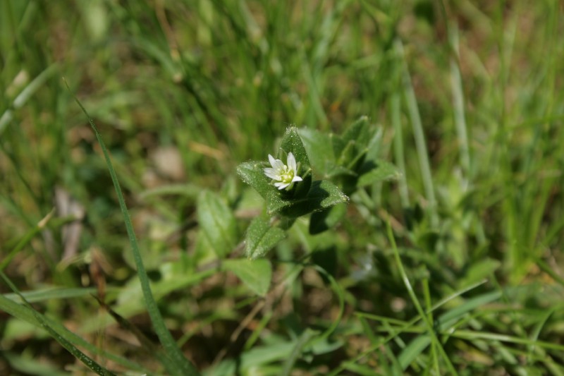 Glažutė, glaustažiedė