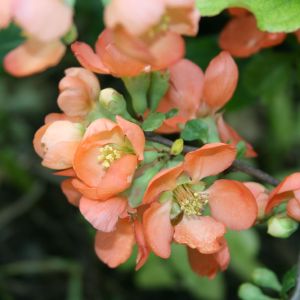 Svarainis, japoninis