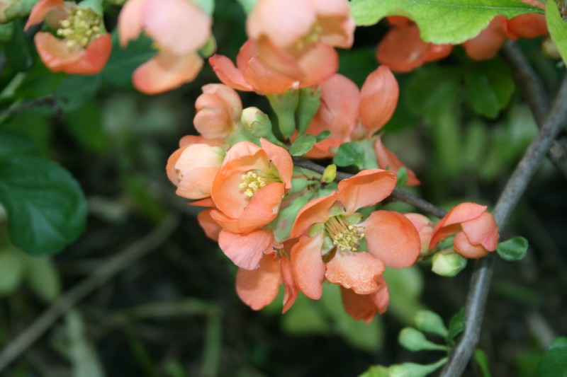 Svarainis, japoninis