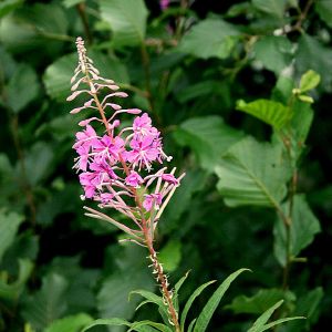 Gaurometis, siauralapis