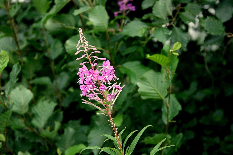Gaurometis, siauralapis