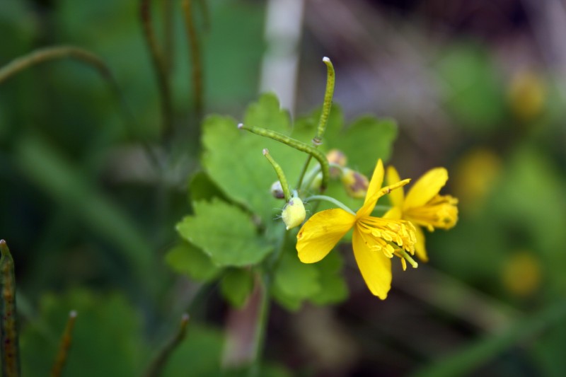 Ugniažolė, didžioji